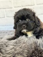 Baxter, a male Shih Tzu and Poodle - Toy  for sale in Duncan, OK – 1 of 7