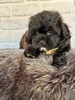Baxter, a male Shih Tzu and Poodle - Toy  for sale in Duncan, OK – 2 of 7