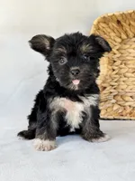 Heidi, a female Miniature Schnauzer and Yorkshire Terrier for sale in Duncan, OK – 4 of 5