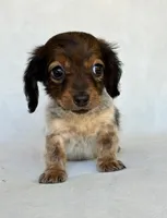 Daisy, a female Miniature Dachshund for sale in Duncan, OK – 2 of 5