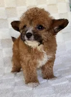 Goldie, a female Yorkshire Terrier and Poodle - Toy  for sale in Duncan, OK – 2 of 8