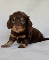 Smokey, a male Miniature Dachshund for sale in Duncan, OK – 3 of 7