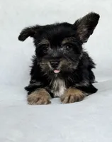 Raven, a male Miniature Schnauzer and Yorkshire Terrier for sale in Duncan, OK – 4 of 6