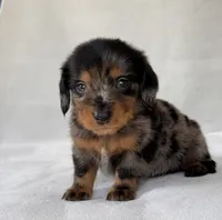 Gretel, a female Miniature Dachshund for sale in Duncan, OK – 2 of 7