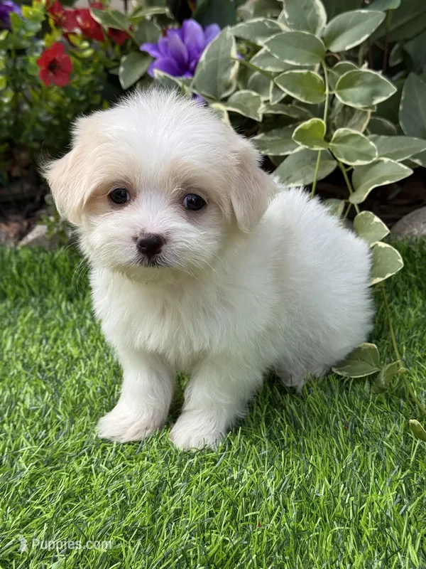 Cookie – Havanese, Maltese puppy for sale in Duncan, OK