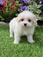 Cookie, a female Havanese and Maltese for sale in Duncan, OK – 2 of 4
