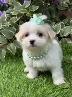 Cookie, a female Havanese and Maltese for sale in Duncan, OK – 3 of 4