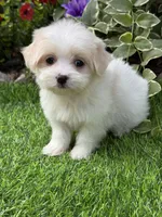 Cookie, a female Havanese and Maltese for sale in Duncan, OK – 4 of 4