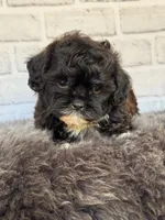 Toby, a male Shih Tzu and Poodle - Toy  for sale in Duncan, OK – 6 of 6