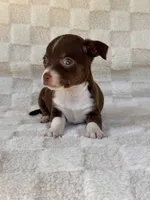 Rambo, a male Chihuahua for sale in Duncan, OK – 5 of 7