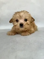 Lucy, a female Maltese and Yorkshire Terrier for sale in Duncan, OK – 6 of 6