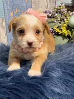 Cinnamon , a female Yorkipoo for sale in Duncan, OK – Photo 4 of 7