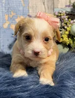 Cinnamon , a female Yorkipoo for sale in Duncan, OK – Photo 5 of 7