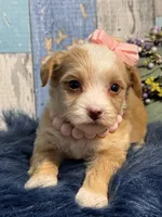 Cinnamon , a female Yorkipoo for sale in Duncan, OK – Photo 1 of 7