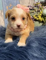 Cinnamon , a female Yorkipoo for sale in Duncan, OK – Photo 6 of 7