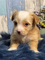 Cinnamon , a female Yorkipoo for sale in Duncan, OK – Photo 7 of 7