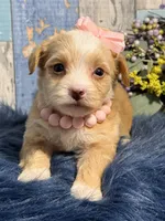 Cinnamon , a female Yorkipoo for sale in Duncan, OK – Photo 2 of 7