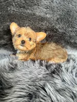Lily, a female Yorkshire Terrier for sale in Duncan, OK – 6 of 7