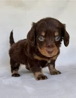 Smokey, a male Miniature Dachshund for sale in Duncan, OK – 4 of 7