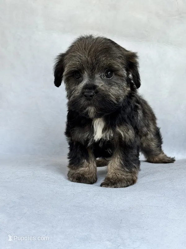 Greta – Miniature Schnauzer, Yorkshire Terrier puppy for sale in Duncan, OK