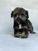 Greta, a female Miniature Schnauzer and Yorkshire Terrier for sale in Duncan, OK – 1 of 6