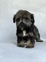 Greta, a female Miniature Schnauzer and Yorkshire Terrier for sale in Duncan, OK – 4 of 6