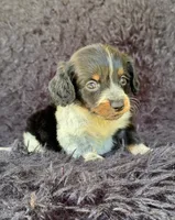Hansel, a male Miniature Dachshund for sale in Duncan, OK – 6 of 7