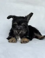 Raven, a male Miniature Schnauzer and Yorkshire Terrier for sale in Duncan, OK – 3 of 6
