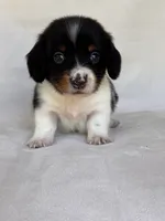 Slinky, a male Miniature Dachshund for sale in Duncan, OK – 3 of 8