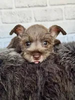 Sassy, a female Miniature Schnauzer for sale in Duncan, OK – 5 of 6