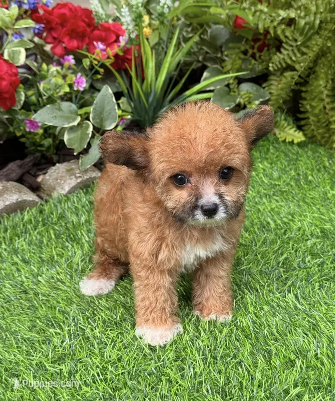 Goldie – Yorkshire Terrier, Poodle - Toy  puppy for sale in Duncan, OK