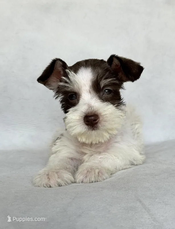Dexter – Miniature Schnauzer puppy for sale in Duncan, OK