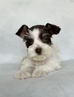 Dexter, a male Miniature Schnauzer for sale in Duncan, OK – 1 of 5