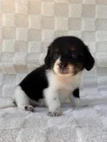 Dash, a male Miniature Dachshund for sale in Duncan, OK – 3 of 7