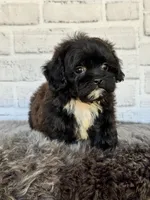 Molly, a female Shih Tzu and Poodle - Toy  for sale in Duncan, OK – 5 of 6