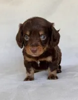 Smokey, a male Miniature Dachshund for sale in Duncan, OK – 6 of 7