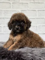 Rusty, a male Cocker Spaniel and Poodle - Toy  for sale in Duncan, OK – 4 of 6