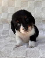 Dash, a male Miniature Dachshund for sale in Duncan, OK – 2 of 7