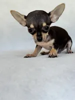 Gus, a male Chihuahua for sale in Duncan, OK – 5 of 6