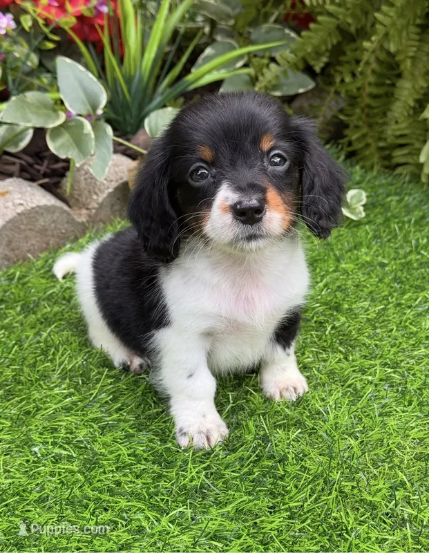 Dash – Miniature Dachshund puppy for sale in Duncan, OK