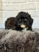 Toby, a male Shih Tzu and Poodle - Toy  for sale in Duncan, OK – 4 of 6