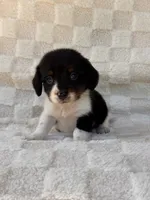 Dash, a male Miniature Dachshund for sale in Duncan, OK – 6 of 7