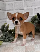 Honey, a female Chihuahua for sale in Duncan, OK – Photo 1 of 5