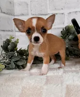 Honey, a female Chihuahua for sale in Duncan, OK – Photo 4 of 5