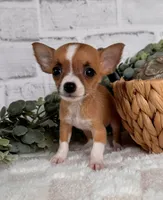 Honey, a female Chihuahua for sale in Duncan, OK – Photo 5 of 5