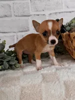 Honey, a female Chihuahua for sale in Duncan, OK – Photo 2 of 5