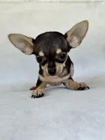 Gus, a male Chihuahua for sale in Duncan, OK – 4 of 6