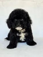 Shadow, a male Poodle - Toy  for sale in Duncan, OK – 4 of 5