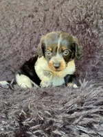 Hansel, a male Miniature Dachshund for sale in Duncan, OK – 7 of 7