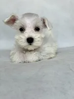 Lily, a female Miniature Schnauzer for sale in Duncan, OK – 2 of 5